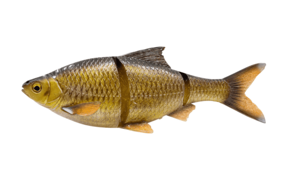 SG 3D LT Roach 25cm finns i flera färger